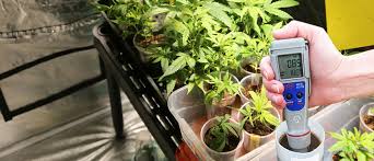The Ideal Ec Range For Cannabis Plants Cannaconnection Com