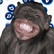 monkey face gifs tenor