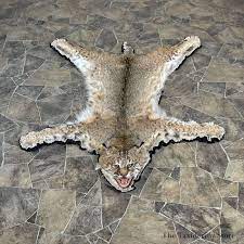 bobcat taxidermy rug mount