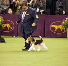 The 2021 westminster dog show will be broadcast nationally on fox, fox sports 1 and fox sports 2. How To Watch The 2020 Westminster Kennel Club Dog Show