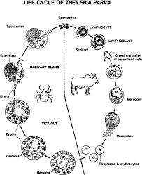 Life Cycle Of Theileria Parva In Cattle And The Ixodid Tick Vector