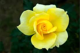 single yellow colour rose flowers stock