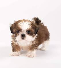 shihpoo puppies adopt your