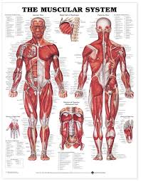 Anatomical Chart Series The Muscular System Chart Teaching Supplies Classroom Safety