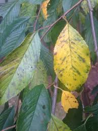 yellowing leaves on cherry