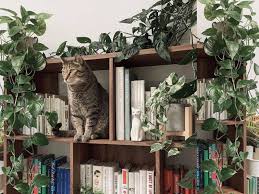 Own Houseplants If You Have A Pet