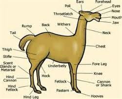 Alpaca Anatomy Chart Bing Images Llama Eye Llama Alpaca
