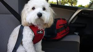 Travel Anxiety In Dogs