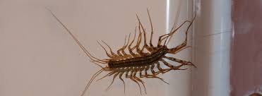 House Centipedes What You Need To Know