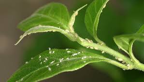 How To Control Aphid Infestations
