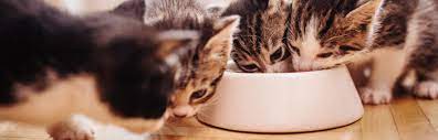 fütterungelle für katzen