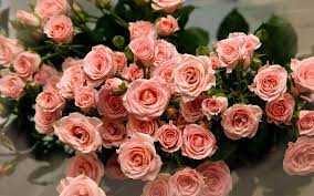 pictures of roses flowers wallpapers