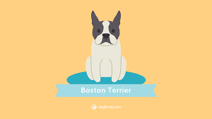 boston terrier wallpaper