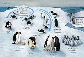 Penguins primarily rely on their vision while hunting. Emperor Penguin Online Learning Center Aquarium Of The Pacific