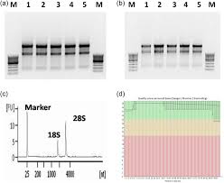 generation sequencing quality rna from