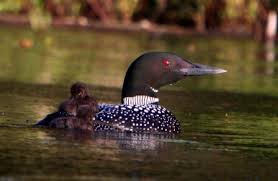 adirondack loon legacy society