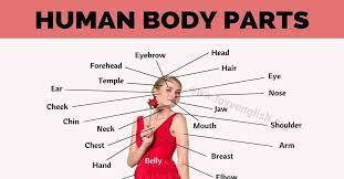 The human body is a weekly theme used in our elementary spelling lists. Body Parts Names 65 Proper Names For Human Body Parts Love English