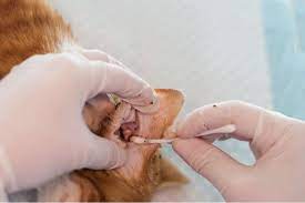 ear mites in cats causes symptoms