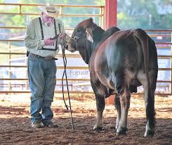 Through centuries of exposure to inadequate food supplies, insect pests, parasites. Brahman Cattle Flood Et State Fair Local News Tylerpaper Com