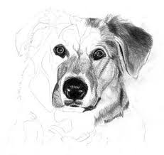 to draw a dog graphite art lesson