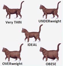 This guide is geared towards tabby cats but will get you to show you what to expect at certain ages and sizes. Cat Body Shape Guide Ideal Size Weight And Body Shape For Cats And Kittens