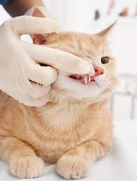 Tip your cat's head back so his nose points upward. Cat Teeth Problems