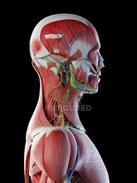 Do you know how your eyes work? Male Anatomy Of Head Neck And Back With Musculature Computer Illustration Normal Transparent Stock Photo 318065226