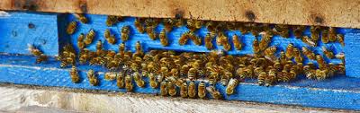 However a common suburban backyard can be a perfect place for beehives if done correctly and you do a bit of research and planning before ordering your bees and supplies. Raising Bees An Open Source Apiary Resource And Setup Hub