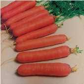 Click this article to learn how to grow danvers carrots and a bit about their history. Nantes Carrot Nantes Carrot Seed Nantes Carrot Seeds Nantes Carrots Nantes Carrots Seed Nantes Carrots Seeds Nantes Mini Core Carrot Nantes Mini Core Carrots Orange Carrot Orange Carrots Carrots Daucus Carota Nsl