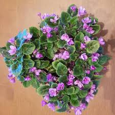 Maybe you would like to learn more about one of these? Introduction To Trailers African Violet Society Of America