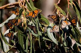 Are Gmos Causing Monarch Butterflies To Become Extinct