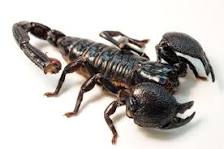 Image result for emperor scorpion venom
