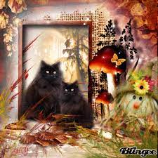 schwarze Katze im Herbst Bild #126296258 | Blingee.com
