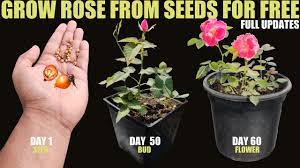 How To Grow Rose From Seed | SEED TO FLOWER - YouTube