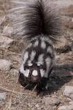 Can you own a skunk in Tennessee?