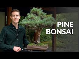pine bonsai trees pinus you