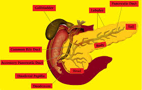 It plays an essential role in converting the food we eat into fuel for the body's cells. Draw A Neat Labeled Diagram Of The Pancreas With Their Class 11 Biology Cbse