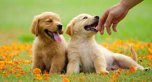 He also wanted a dog with a love for water and the ability to retrieve. Golden Retriever Colors The Many Gorgeous Shades Of Gold