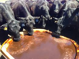 cowbos liquid cattle supplement nex