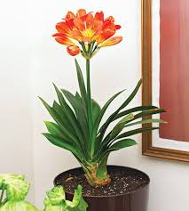 22 Indoor Flowering Plants That Will