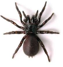 Spider Bites In Australia Identification First Aid And