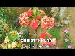 ornamental plants in the philippines