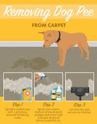 clean up dog urine on carpet padding