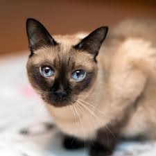 The siamese is one of the first distinctly recognized breeds of oriental cat. National Siamese Cat Day April 6 2021 National Today