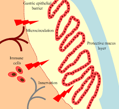 physiological gastric mucosal barrier