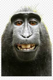 There are hundreds of funny monkey pictures on the internet. Monkey Monkeys Funnymonkey Monkyface Selfie David Slater Monkey Clipart 4558331 Pikpng