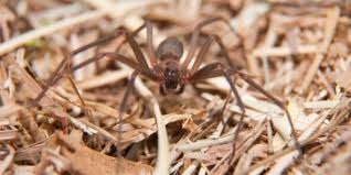 We did not find results for: Is The Brown Recluse Spider Really That Dangerous Plunkett S Pest Control