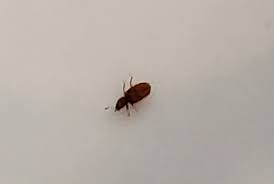 tiny bugs in bathroom doityourself