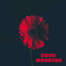 good morning images wallpaper for whatsapp