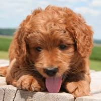 We are dedicated to raising high quality goldendoodles, australian labradoodles & doubledoodles and new to our program is the cavadoodle and now the standard bernedoodles and mini bernedoodles. Miniature Goldendoodle Sandy Ridge